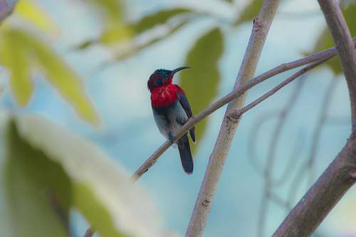bee eater black, red, and gray bird perched on twig bird
